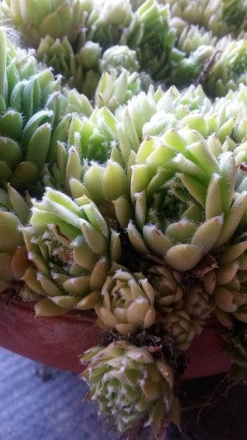 70 - Sempervivum Iulie 2017
