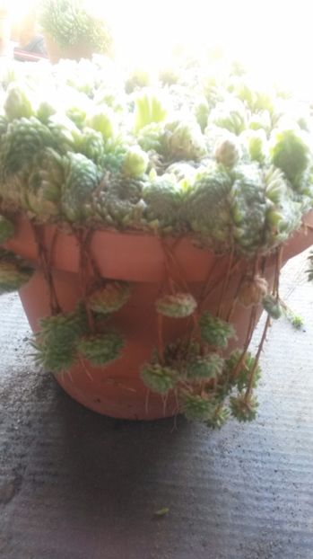 74 - Sempervivum Iulie 2017