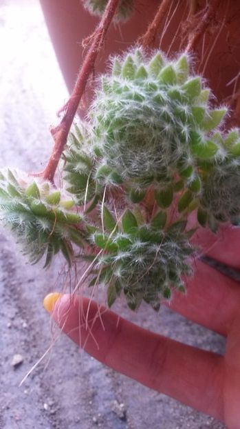 76 - Sempervivum Iulie 2017