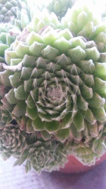 77 - Sempervivum Iulie 2017