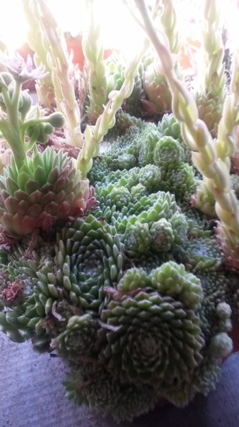 78 - Sempervivum Iulie 2017