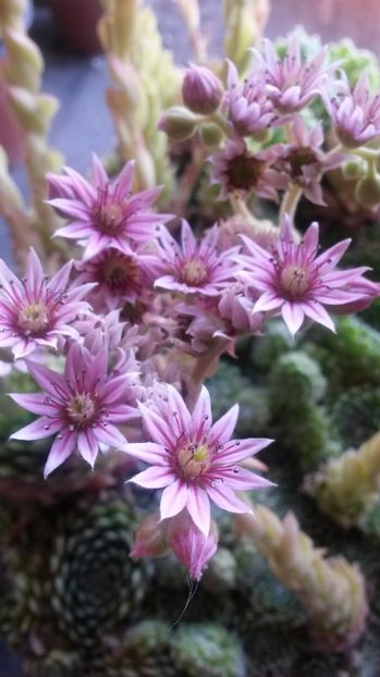 79 - Sempervivum Iulie 2017
