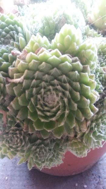 80 - Sempervivum Iulie 2017