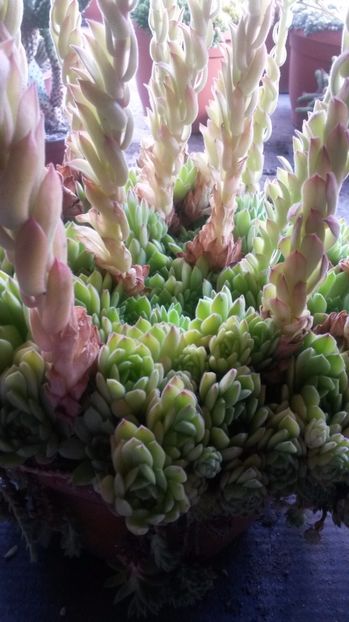 82 - Sempervivum Iulie 2017