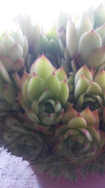 86 - Sempervivum Iulie 2017