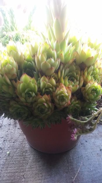 87 - Sempervivum Iulie 2017