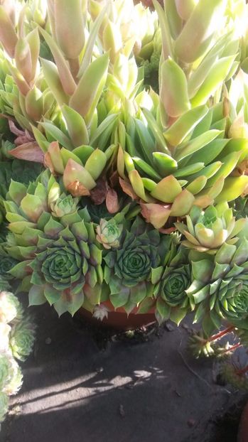 88 - Sempervivum Iulie 2017