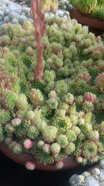 89 - Sempervivum Iulie 2017
