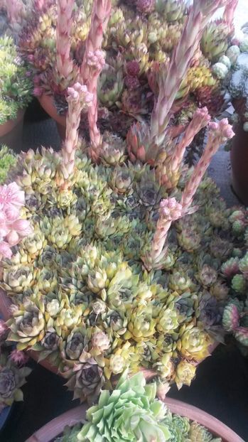 90 - Sempervivum Iulie 2017