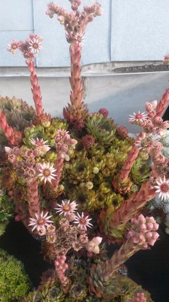 91 - Sempervivum Iulie 2017