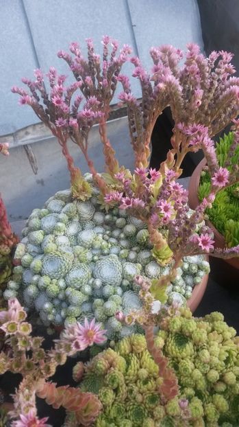 92 - Sempervivum Iulie 2017