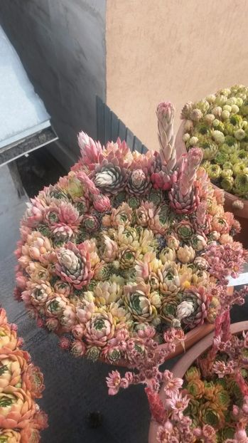 95 - Sempervivum Iulie 2017