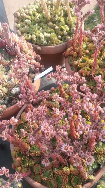 97 - Sempervivum Iulie 2017