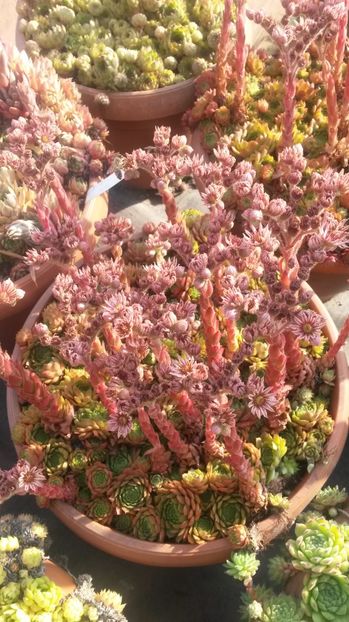 98 - Sempervivum Iulie 2017
