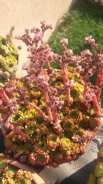 99 - Sempervivum Iulie 2017