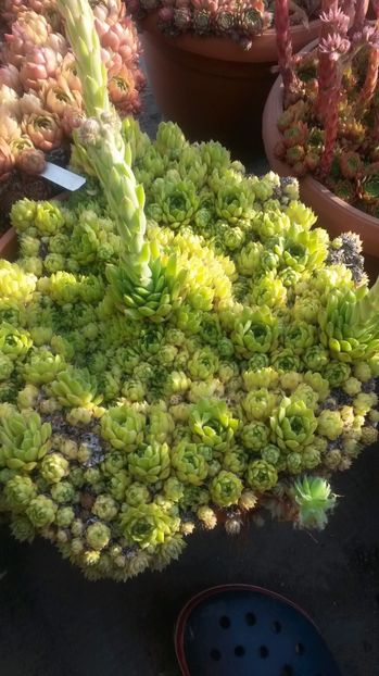 101 - Sempervivum Iulie 2017