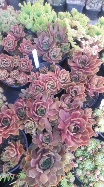 102 - Sempervivum Iulie 2017