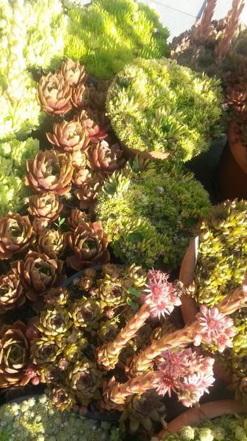 104 - Sempervivum Iulie 2017
