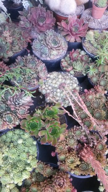 105 - Sempervivum Iulie 2017