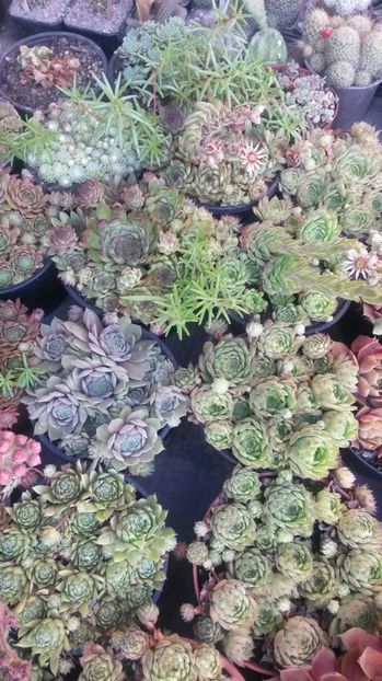 106 - Sempervivum Iulie 2017
