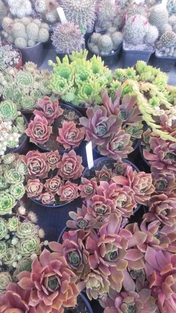 107 - Sempervivum Iulie 2017