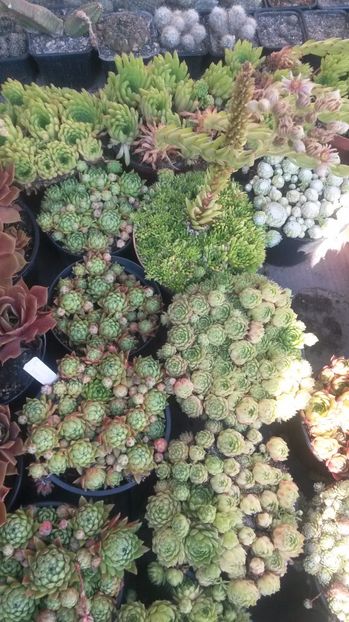 108 - Sempervivum Iulie 2017