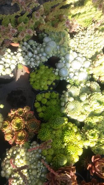 109 - Sempervivum Iulie 2017