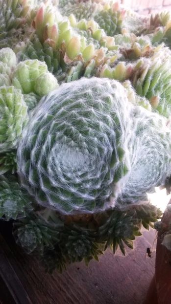 119 - Sempervivum Iulie 2017