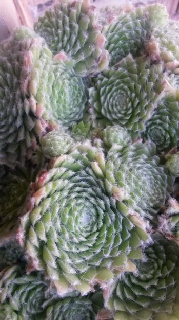120 - Sempervivum Iulie 2017