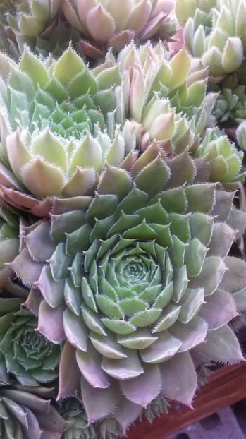 121 - Sempervivum Iulie 2017