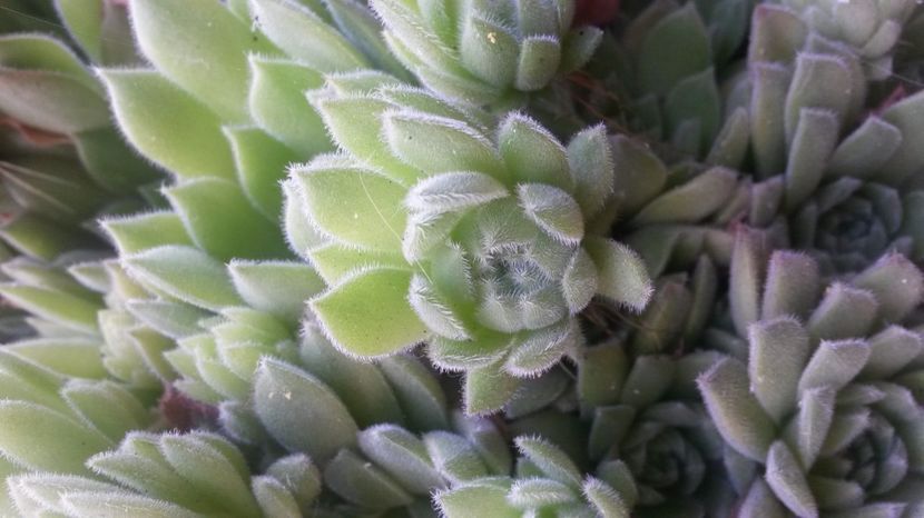 122 - Sempervivum Iulie 2017
