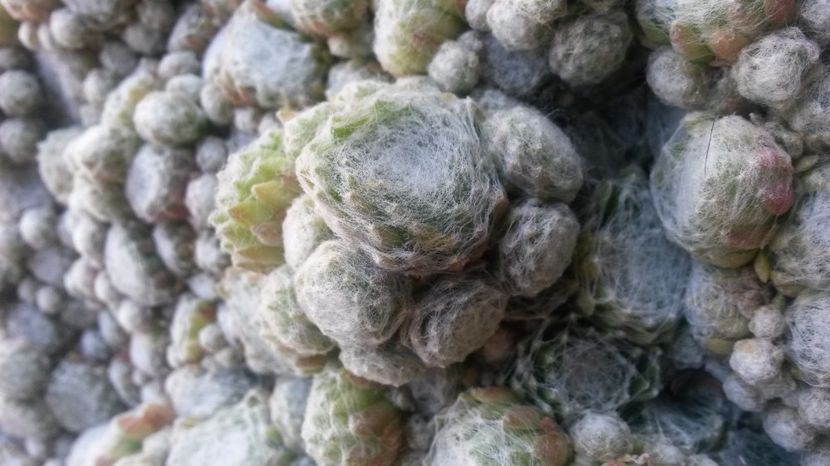 123 - Sempervivum Iulie 2017