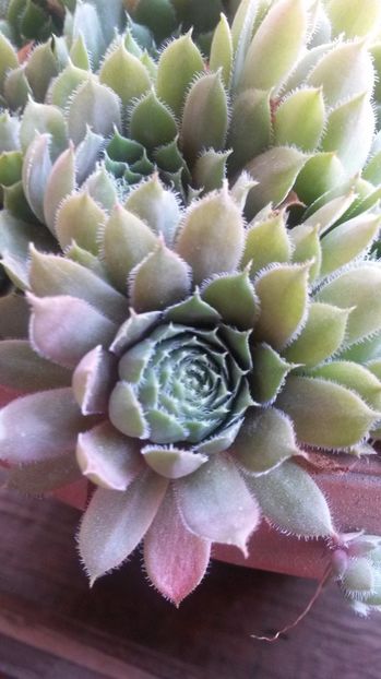 124 - Sempervivum Iulie 2017