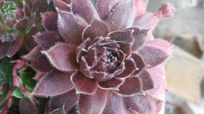 125 - Sempervivum Iulie 2017