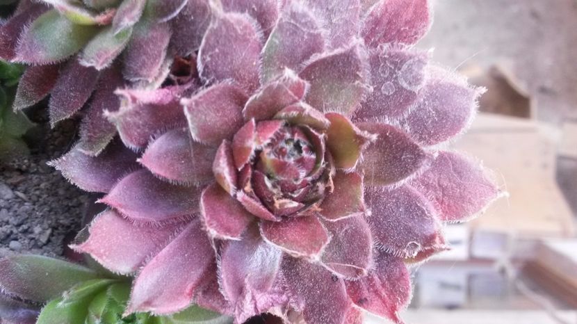 126 - Sempervivum Iulie 2017
