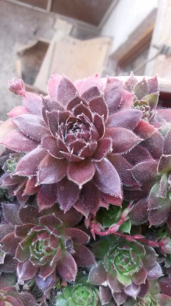 127 - Sempervivum Iulie 2017
