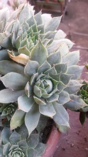 128 - Sempervivum Iulie 2017