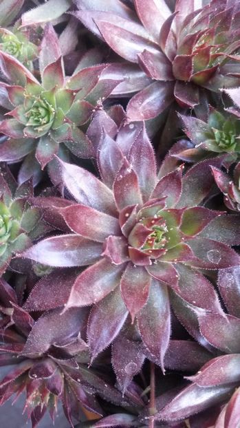 129 - Sempervivum Iulie 2017
