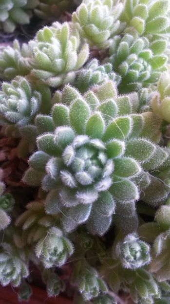 130 - Sempervivum Iulie 2017
