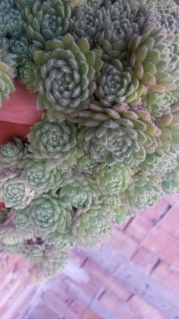 131 - Sempervivum Iulie 2017