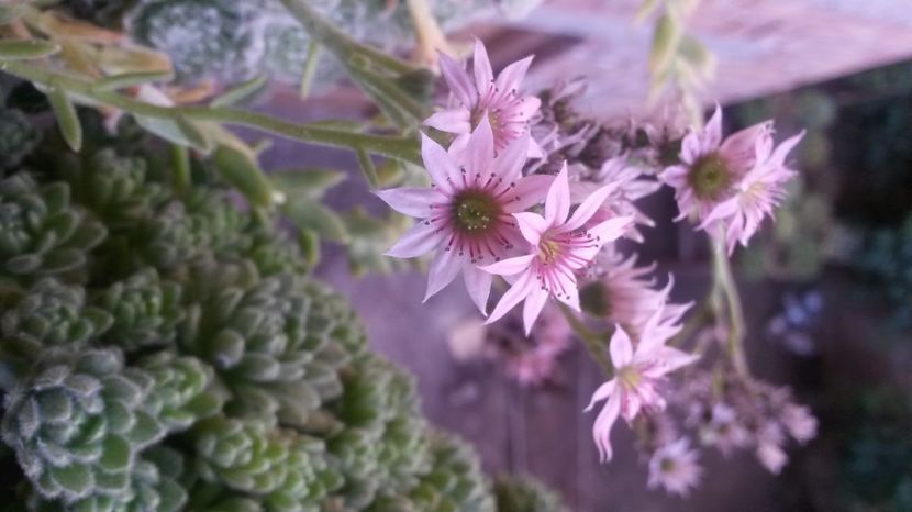 132 - Sempervivum Iulie 2017