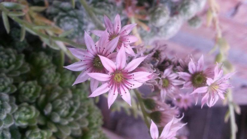 133 - Sempervivum Iulie 2017
