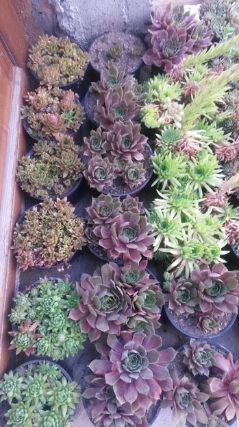 134 - Sempervivum Iulie 2017