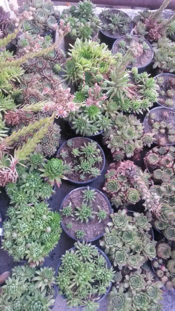 135 - Sempervivum Iulie 2017
