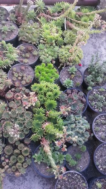 136 - Sempervivum Iulie 2017