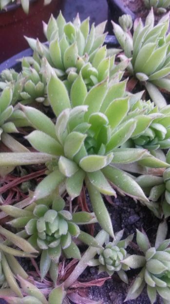 137 - Sempervivum Iulie 2017