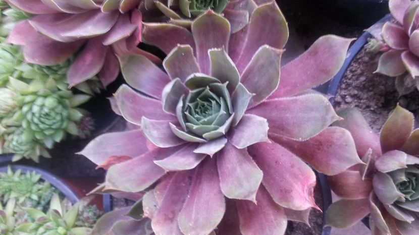 138 - Sempervivum Iulie 2017