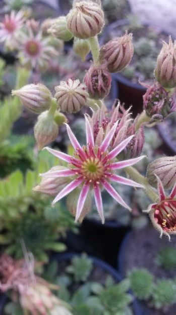 139 - Sempervivum Iulie 2017