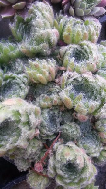 140 - Sempervivum Iulie 2017