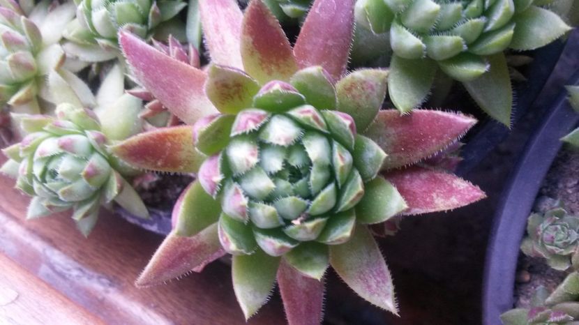 141 - Sempervivum Iulie 2017